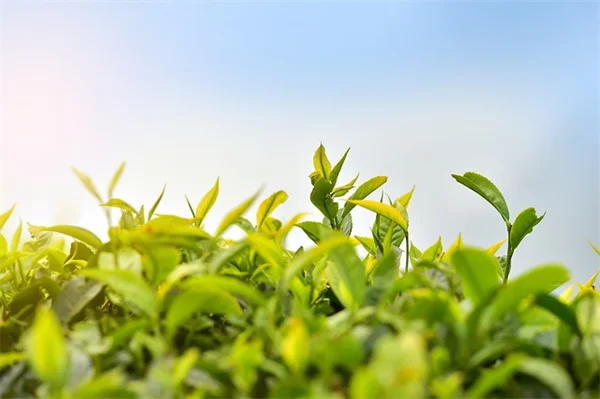 三角梅の施肥で花を倍増！プロが教える3つの秘訣