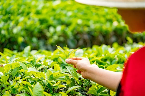 舗装石の隙間の雑草対策、プロが実践する効果的な方法