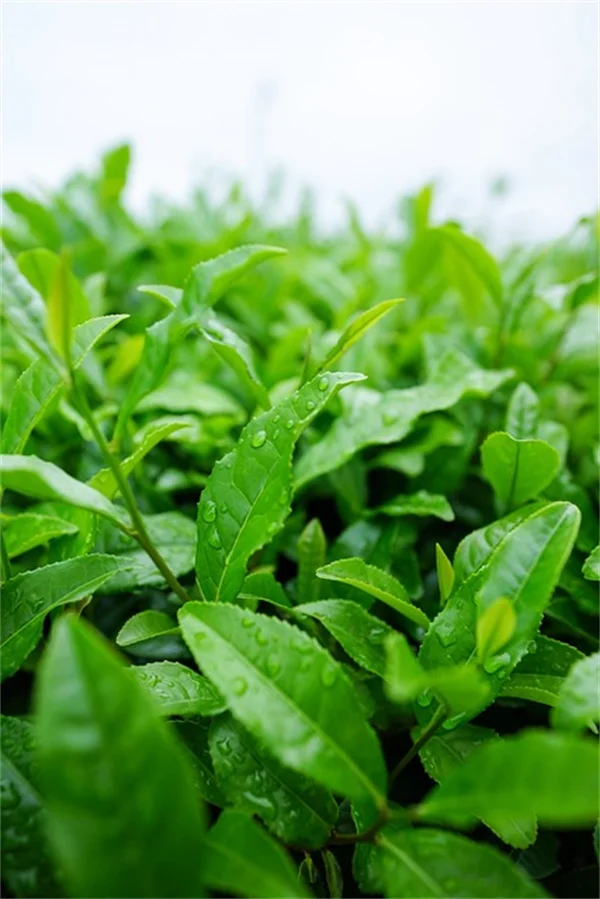バレンタインデー 観葉植物10選【長く愛を伝えるロマンチックな選び方】